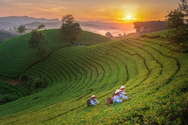 Map of major tea-producing regions in China